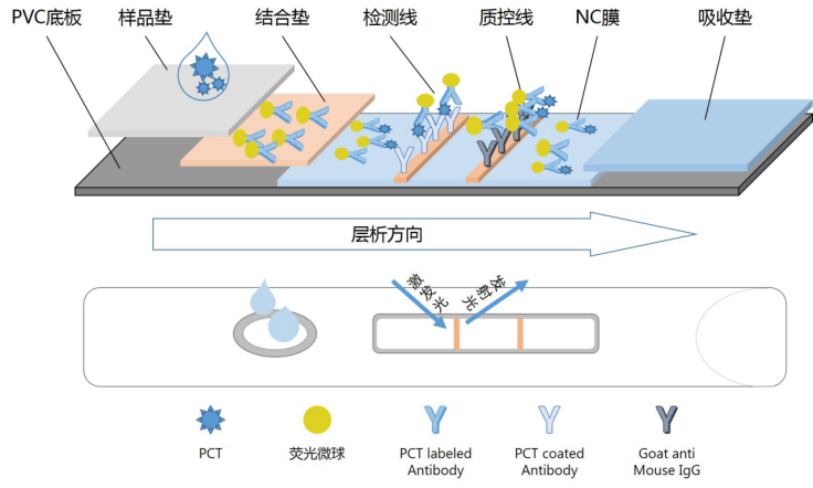 量子(zǐ)點熒光免疫層析技術平台